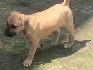 Cachorro raça SRD-ViraLata idade 2 a 6 meses nome Sem nome