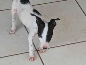 Cachorro raça SRD-ViraLata idade 2 a 6 meses nome Sem nome 