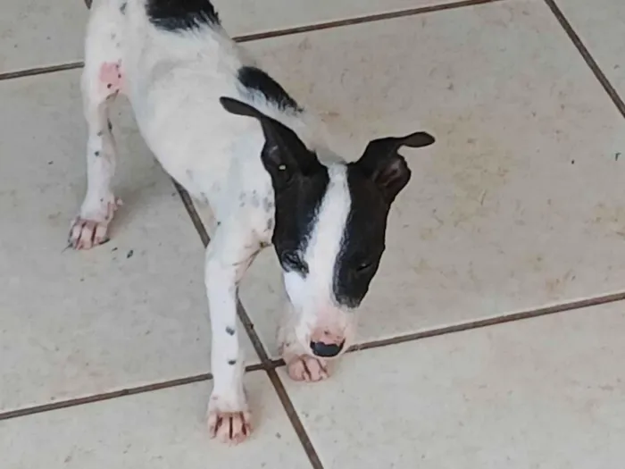 Cachorro ra a SRD-ViraLata idade 2 a 6 meses nome Sem nome 