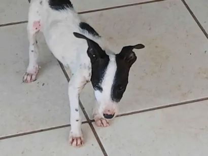 Cachorro raça SRD-ViraLata idade 2 a 6 meses nome Sem nome