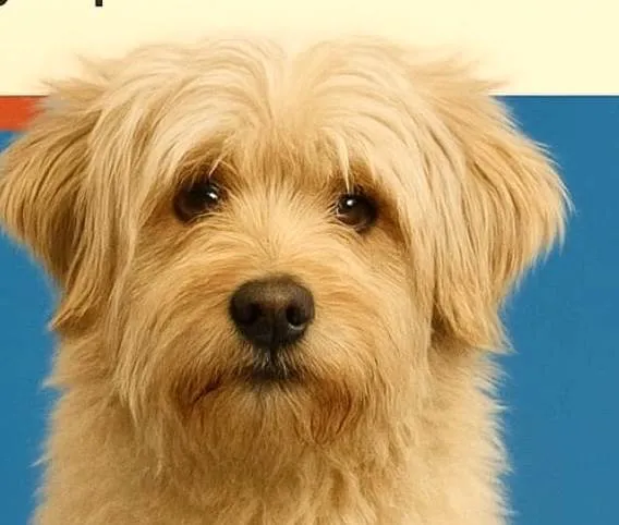 Cachorro ra a SRD-ViraLata idade 1 ano nome Bolinha 