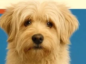 Cachorro raça SRD-ViraLata idade 1 ano nome Bolinha 