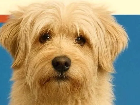 Cachorro ra a SRD-ViraLata idade 1 ano nome Bolinha 