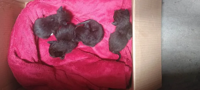 Gato ra a SRD-ViraLata idade Abaixo de 2 meses nome Não tem nome