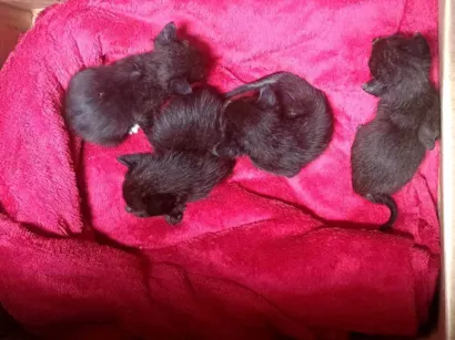 Gato raça SRD-ViraLata idade Abaixo de 2 meses nome Não tem nome