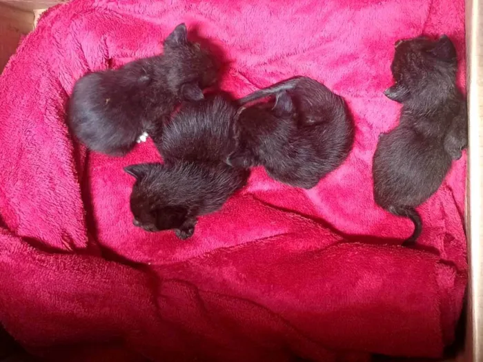 Gato ra a SRD-ViraLata idade Abaixo de 2 meses nome Não tem nome