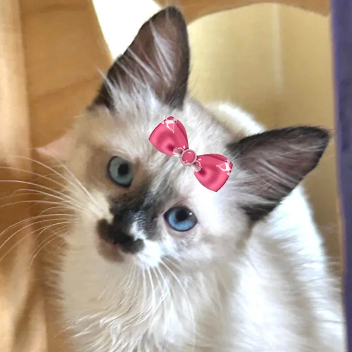 Gato ra a SRD-ViraLata idade 2 a 6 meses nome Nicole 