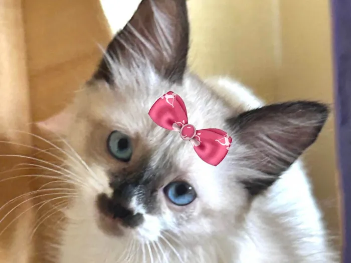 Gato ra a SRD-ViraLata idade 2 a 6 meses nome Nicole 