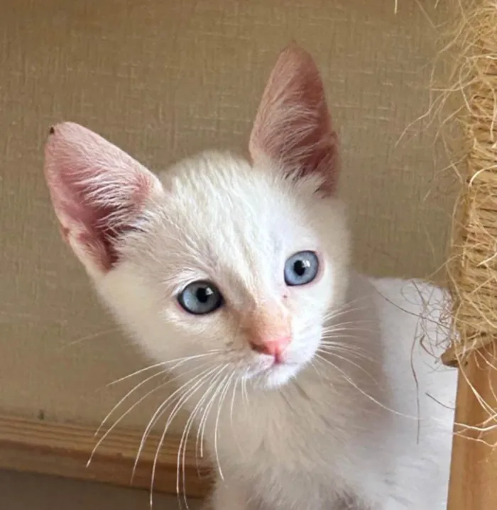 Gato ra a SRD-ViraLata idade 2 a 6 meses nome SKY 