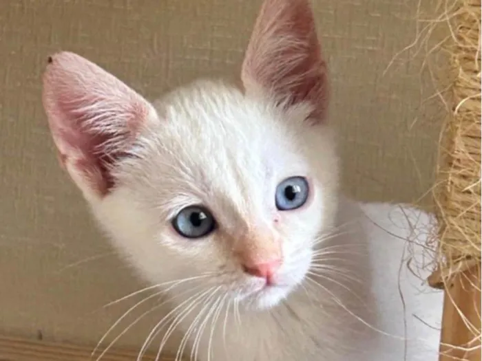 Gato ra a SRD-ViraLata idade 2 a 6 meses nome SKY 