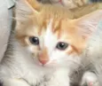 Milo 