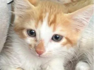 Gato raça SRD-ViraLata idade 2 a 6 meses nome Milo 