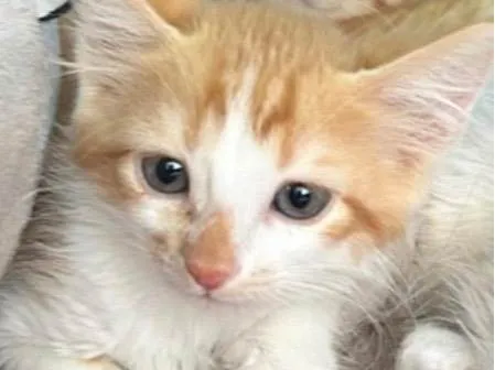 Gato ra a SRD-ViraLata idade 2 a 6 meses nome Milo 