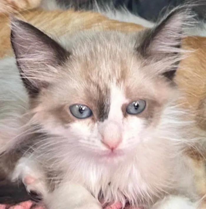 Gato ra a SRD-ViraLata idade 2 a 6 meses nome Blue 