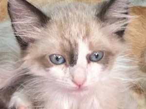 Gato raça SRD-ViraLata idade 2 a 6 meses nome Blue 