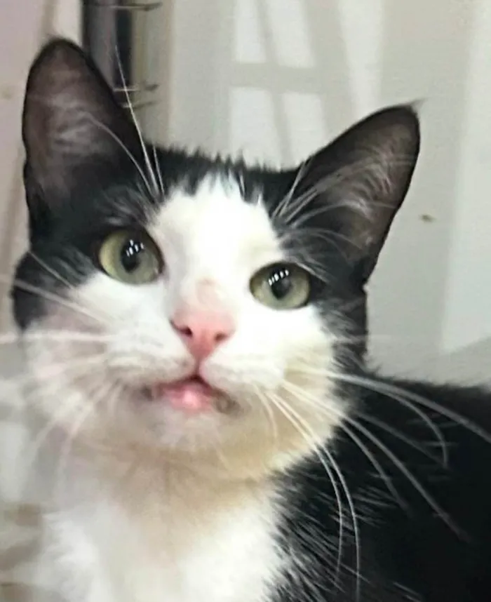 Gato ra a SRD-ViraLata idade 1 ano nome Romeu 