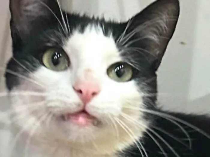 Gato ra a SRD-ViraLata idade 1 ano nome Romeu 