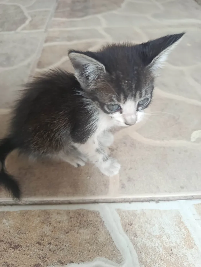 Gato ra a SRD-ViraLata idade Abaixo de 2 meses nome Kurosaki