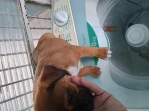 Cachorro raça SRD-ViraLata idade Abaixo de 2 meses nome Clayton 