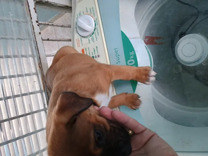 Cachorro ra a SRD-ViraLata idade Abaixo de 2 meses nome Clayton