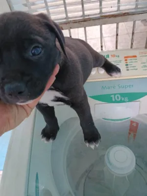Cachorro raça SRD-ViraLata idade Abaixo de 2 meses nome Clayton 