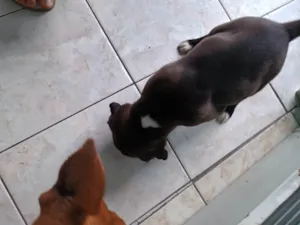 Cachorro raça SRD-ViraLata idade Abaixo de 2 meses nome Clayton 