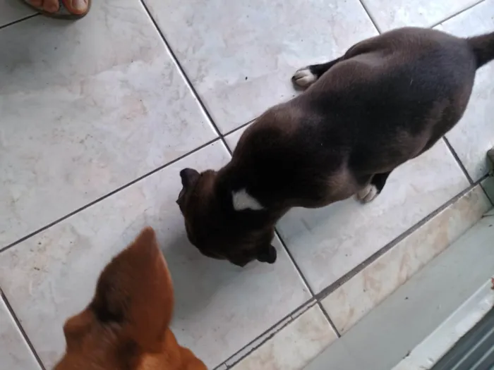Cachorro ra a SRD-ViraLata idade Abaixo de 2 meses nome Clayton