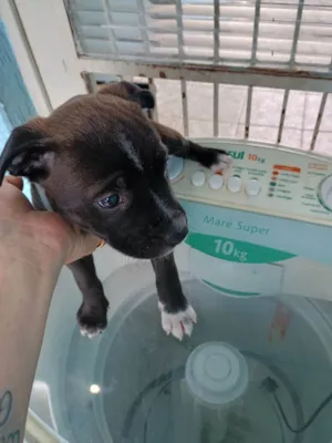 Cachorro raça SRD-ViraLata idade Abaixo de 2 meses nome Clayton 