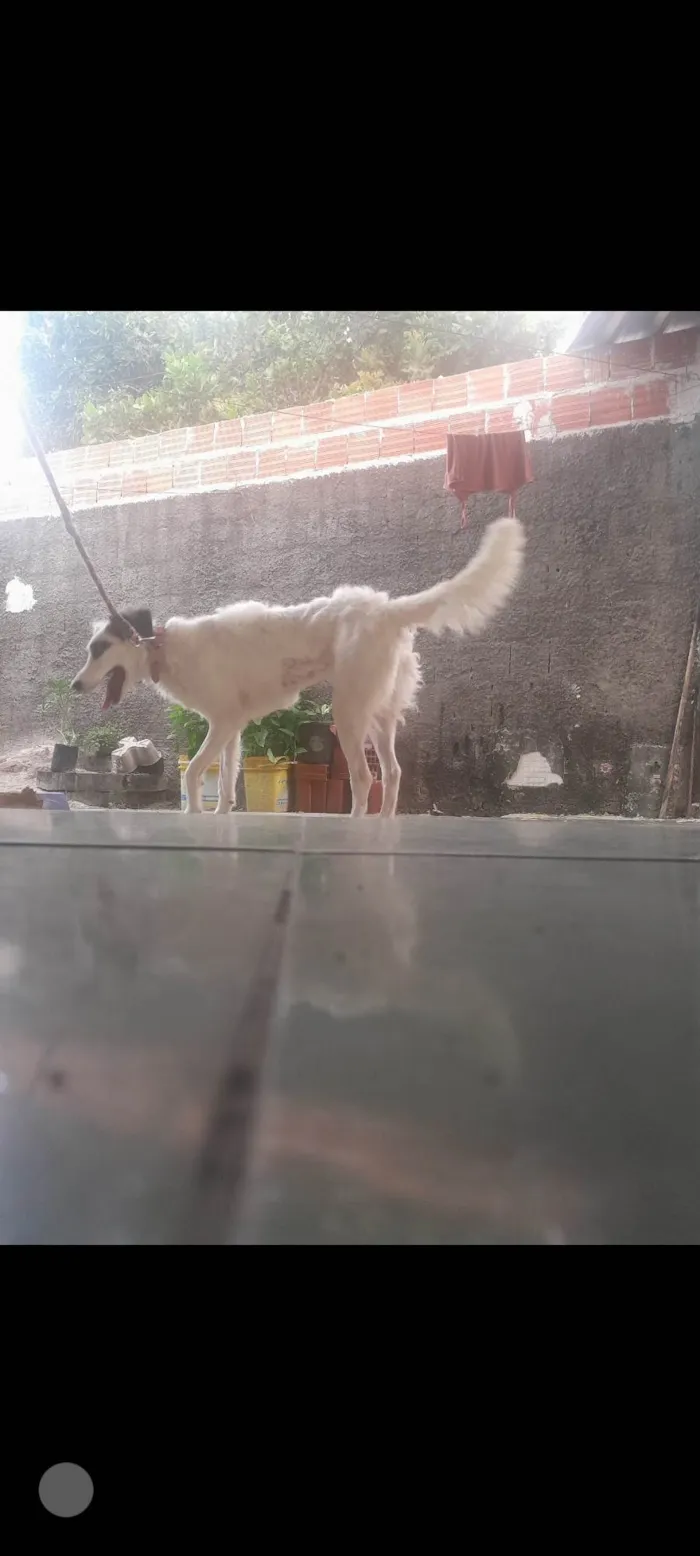 Cachorro ra a SRD-ViraLata idade 1 ano nome MEl