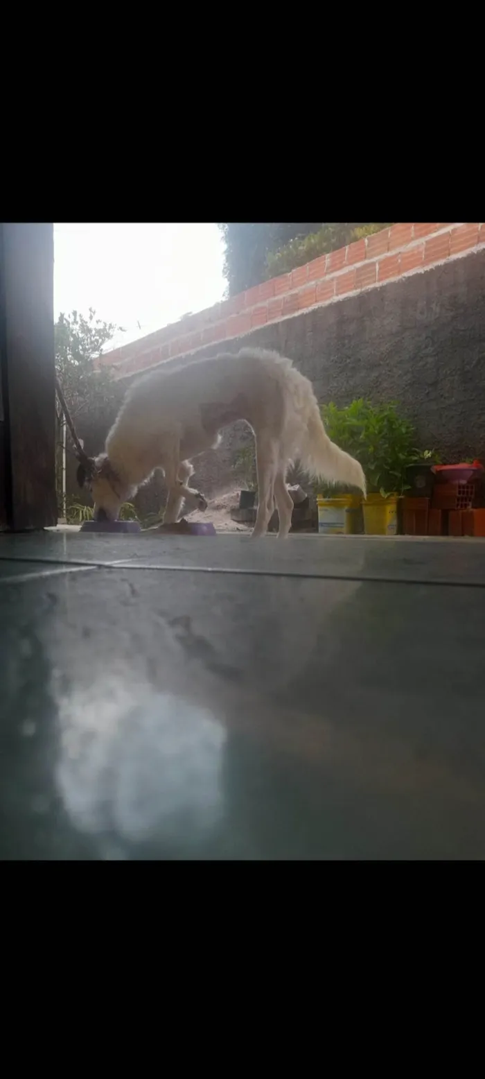 Cachorro ra a SRD-ViraLata idade 1 ano nome MEl