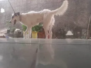 Cachorro raça SRD-ViraLata idade 1 ano nome MEl
