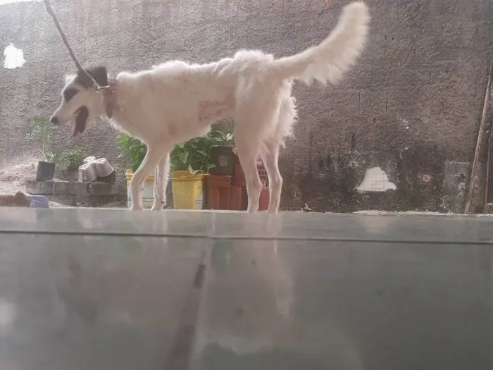 Cachorro ra a SRD-ViraLata idade 1 ano nome MEl