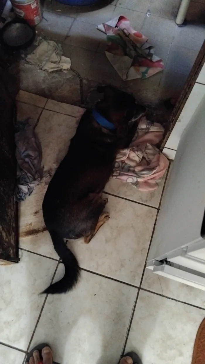 Cachorro ra a SRD-ViraLata idade 6 ou mais anos nome Thor