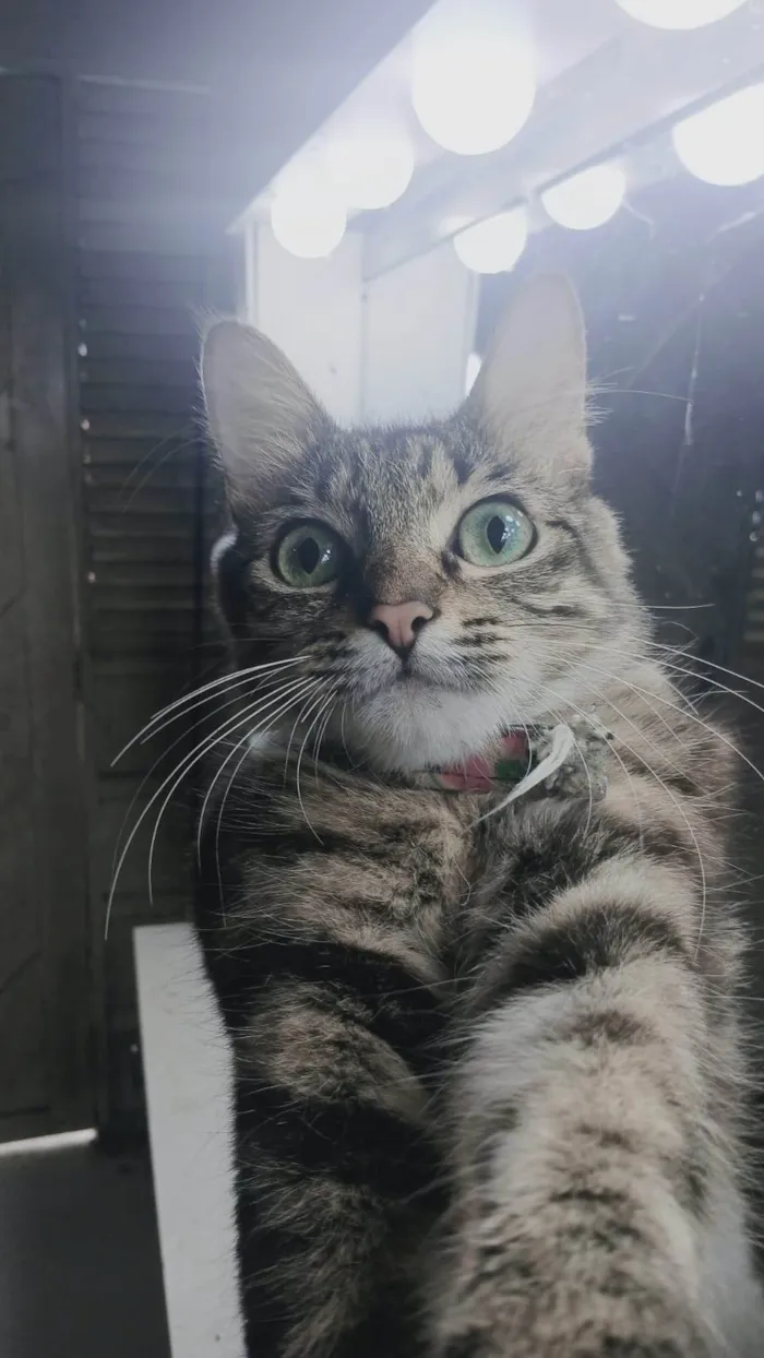 Gato ra a SRD-ViraLata idade 2 anos nome Andrômeda 