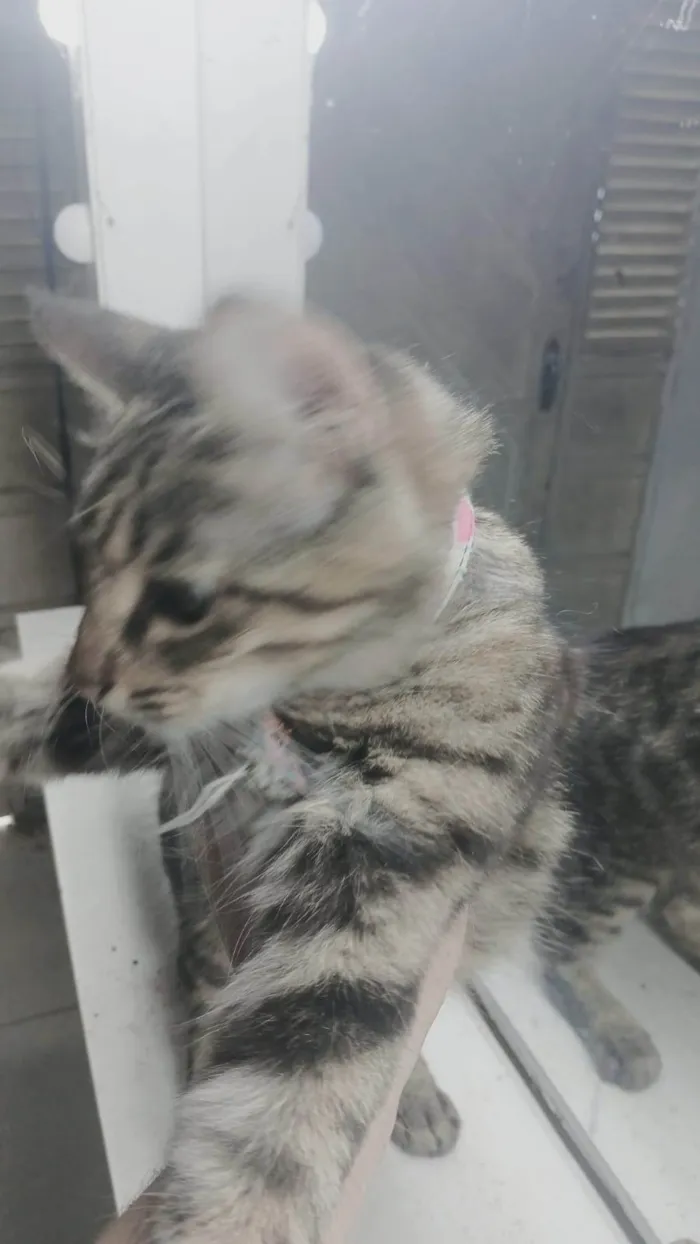 Gato ra a SRD-ViraLata idade 2 anos nome Andrômeda 