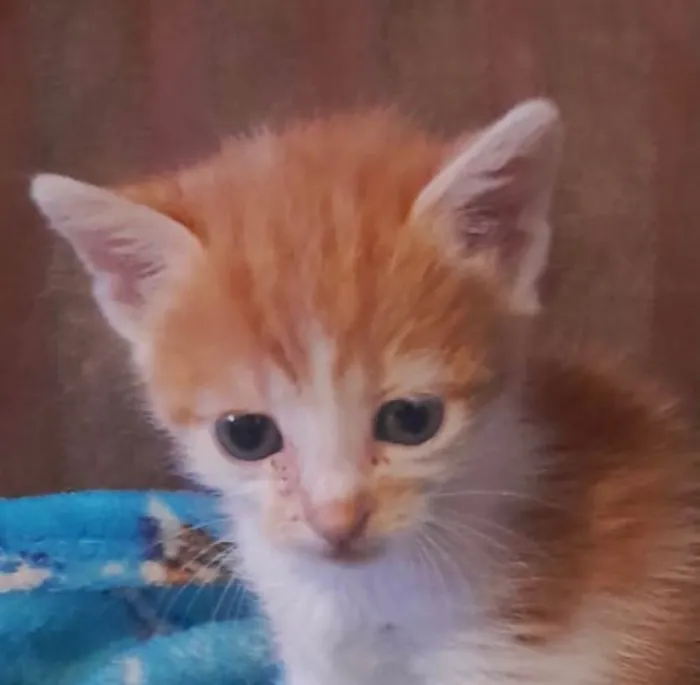 Gato ra a SRD-ViraLata idade 2 a 6 meses nome Nino 