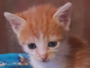 Gato raça SRD-ViraLata idade 2 a 6 meses nome Nino 