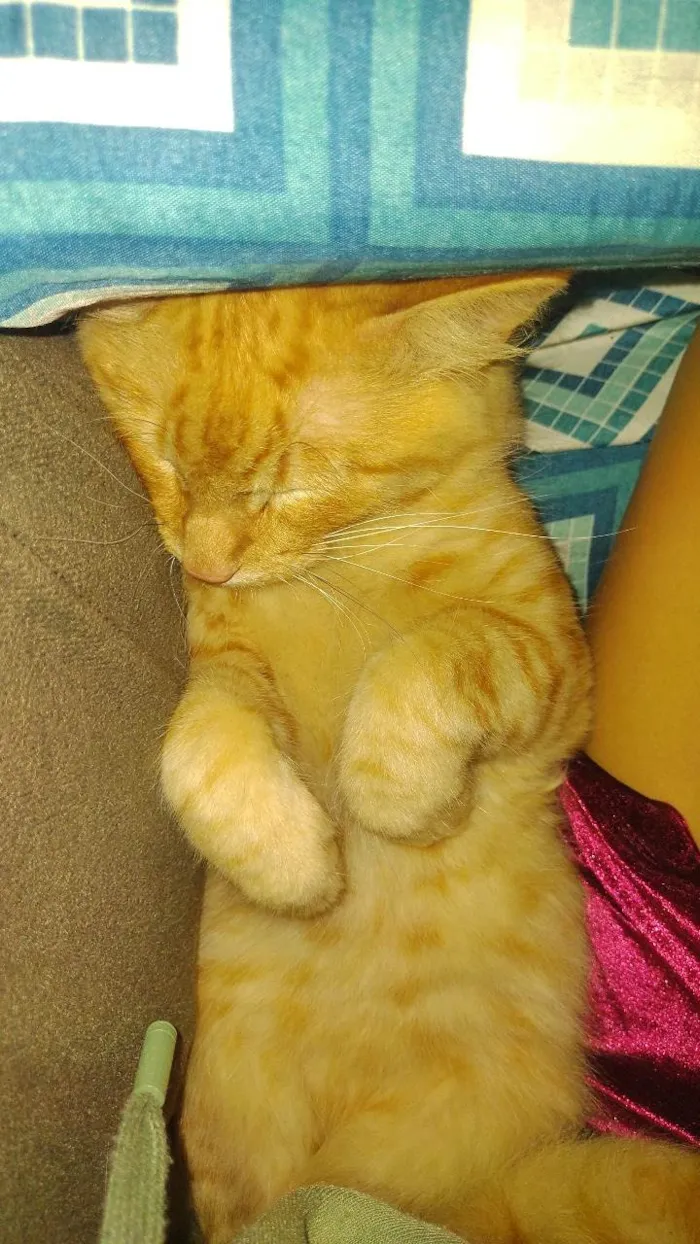 Gato ra a SRD-ViraLata idade 1 ano nome Carlos Eduardo escanor