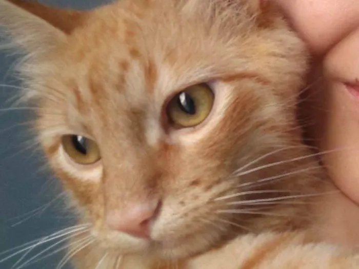Gato ra a SRD-ViraLata idade 1 ano nome Carlos Eduardo escanor