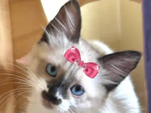 Gato raça SRD-ViraLata idade 2 a 6 meses nome Nicole 