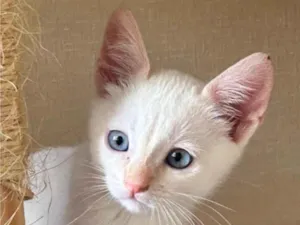 Gato raça SRD-ViraLata idade 2 a 6 meses nome SKY 