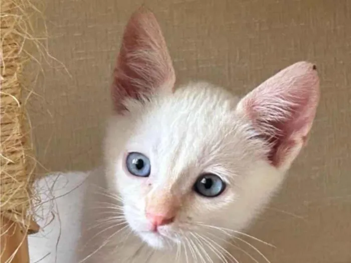 Gato ra a SRD-ViraLata idade 2 a 6 meses nome SKY 