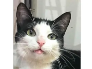 Gato raça SRD-ViraLata idade 1 ano nome Romeu 