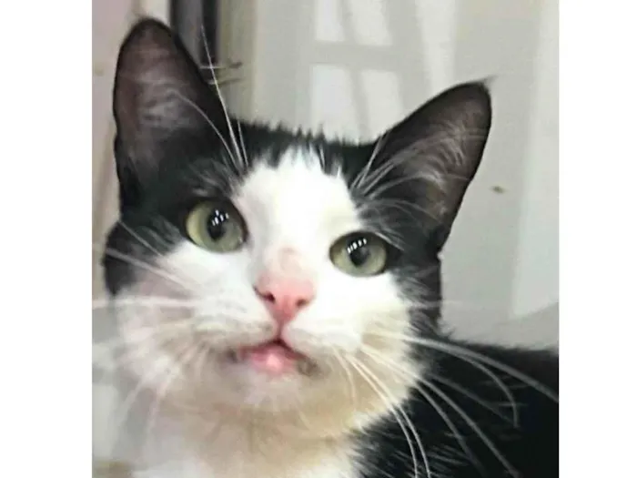 Gato ra a SRD-ViraLata idade 1 ano nome Romeu 