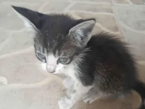 Gato raça SRD-ViraLata idade Abaixo de 2 meses nome Kurosaki