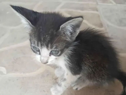 Gato raça SRD-ViraLata idade Abaixo de 2 meses nome Kurosaki