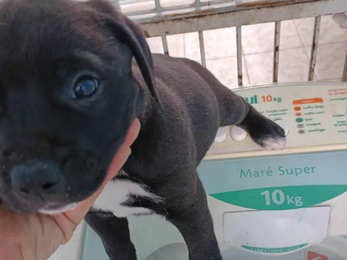 Cachorro ra a SRD-ViraLata idade Abaixo de 2 meses nome Clayton 