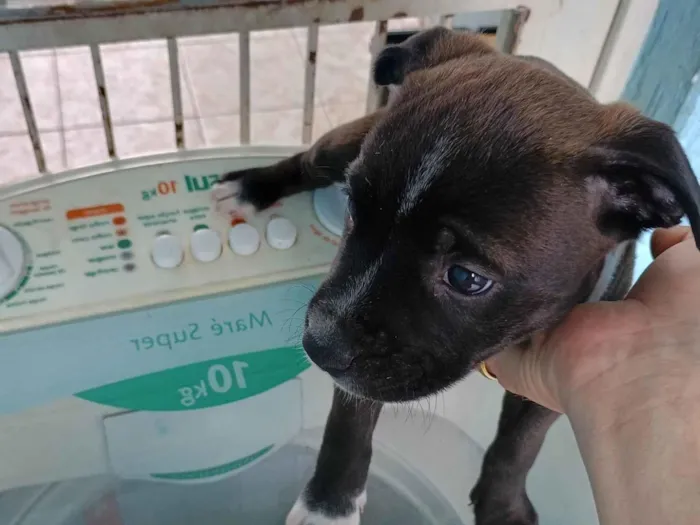 Cachorro ra a SRD-ViraLata idade Abaixo de 2 meses nome Clayton 