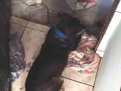 Cachorro raça SRD-ViraLata idade 6 ou mais anos nome Thor