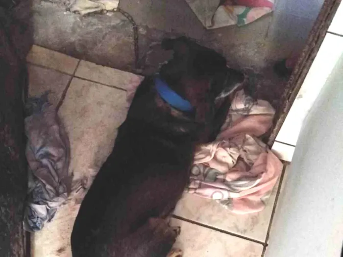 Cachorro ra a SRD-ViraLata idade 6 ou mais anos nome Thor